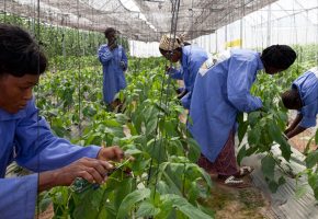 Plantation d’un champ agricole;