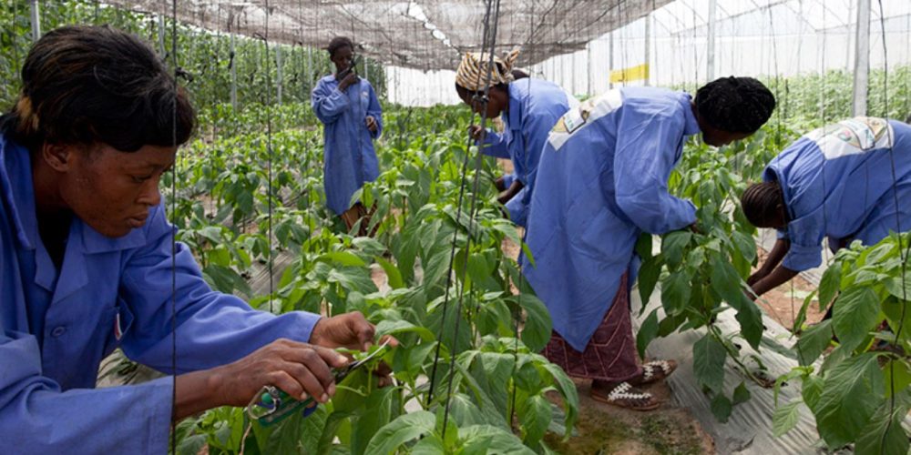 Plantation d’un champ agricole;