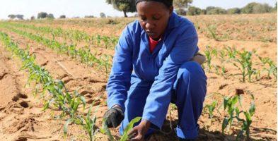 Planification du plan agricole