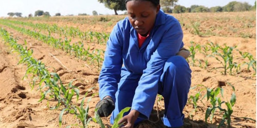 Planification du plan agricole